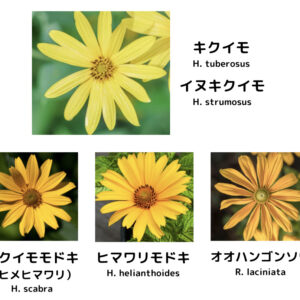 キクイモに似た花-キクイモモドキとイヌキクイモの違いを解説