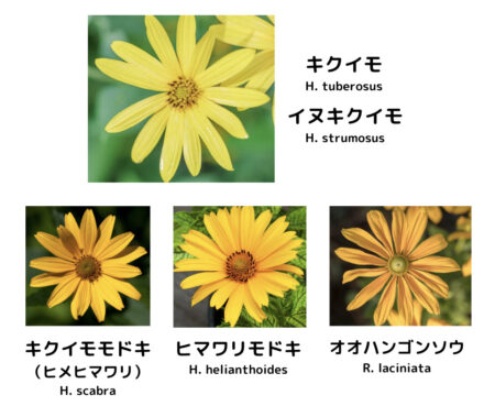 キクイモに似た花-キクイモモドキとイヌキクイモの違いを解説