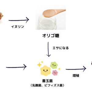 イヌリンの3つの効果 - 副作用や多く含む食べ物について解説