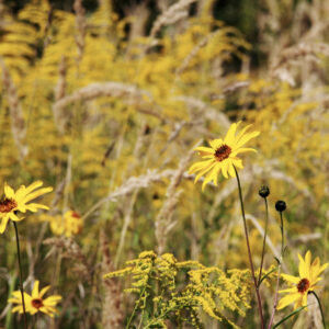 【強すぎる繁殖力】菊芋を植えてはいけないと言われる理由